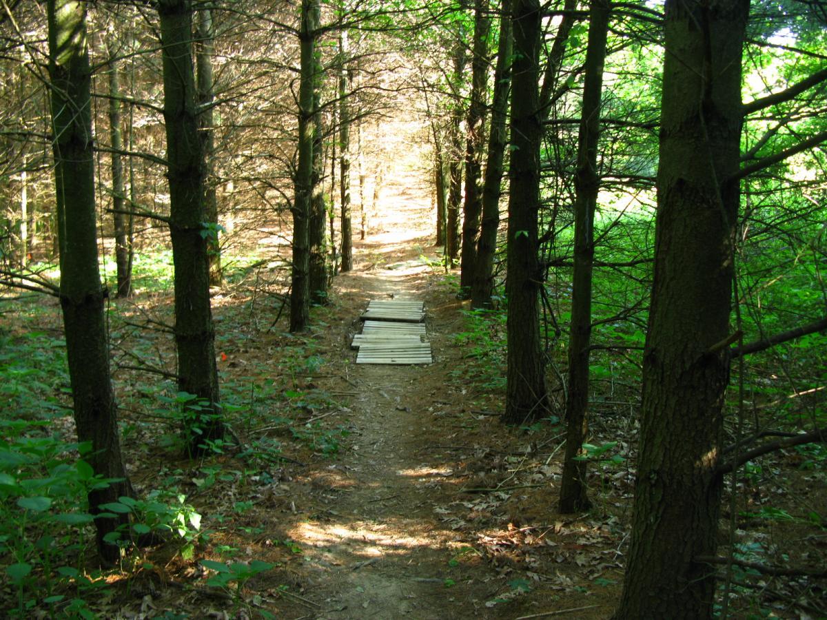 A serene forest path lined with tall trees, featuring a narrow dirt trail with wooden planks crossing over a muddy section. Sunlight filters through the branches, illuminating the foliage and creating a peaceful, natural atmosphere. Vultures Knob mountain bike trail.