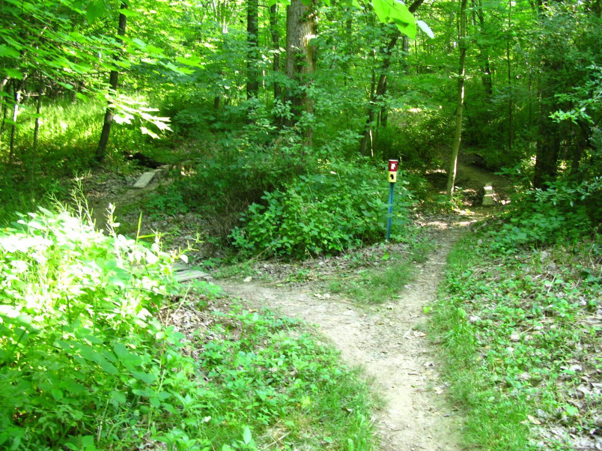 A scenic forest path diverging in two directions, surrounded by lush greenery and sunlight filtering through the leaves. A trail marker stands on the left, indicating a choice of routes ahead. The trail is earthy and bordered by vibrant plants and shrubs. Vultures Knob mountain bike trail.