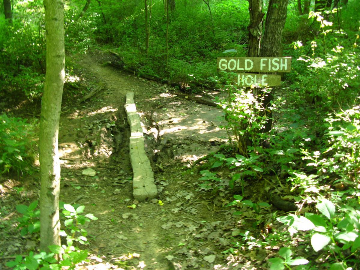 A wooded trail with a sign reading "Gold Fish Hole" on the right. A narrow wooden plank serves as a makeshift bridge over a small muddy area, surrounded by lush greenery and trees. Sunlight filters through the leaves, creating a serene and natural atmosphere. Vultures Knob mountain bike trail.
