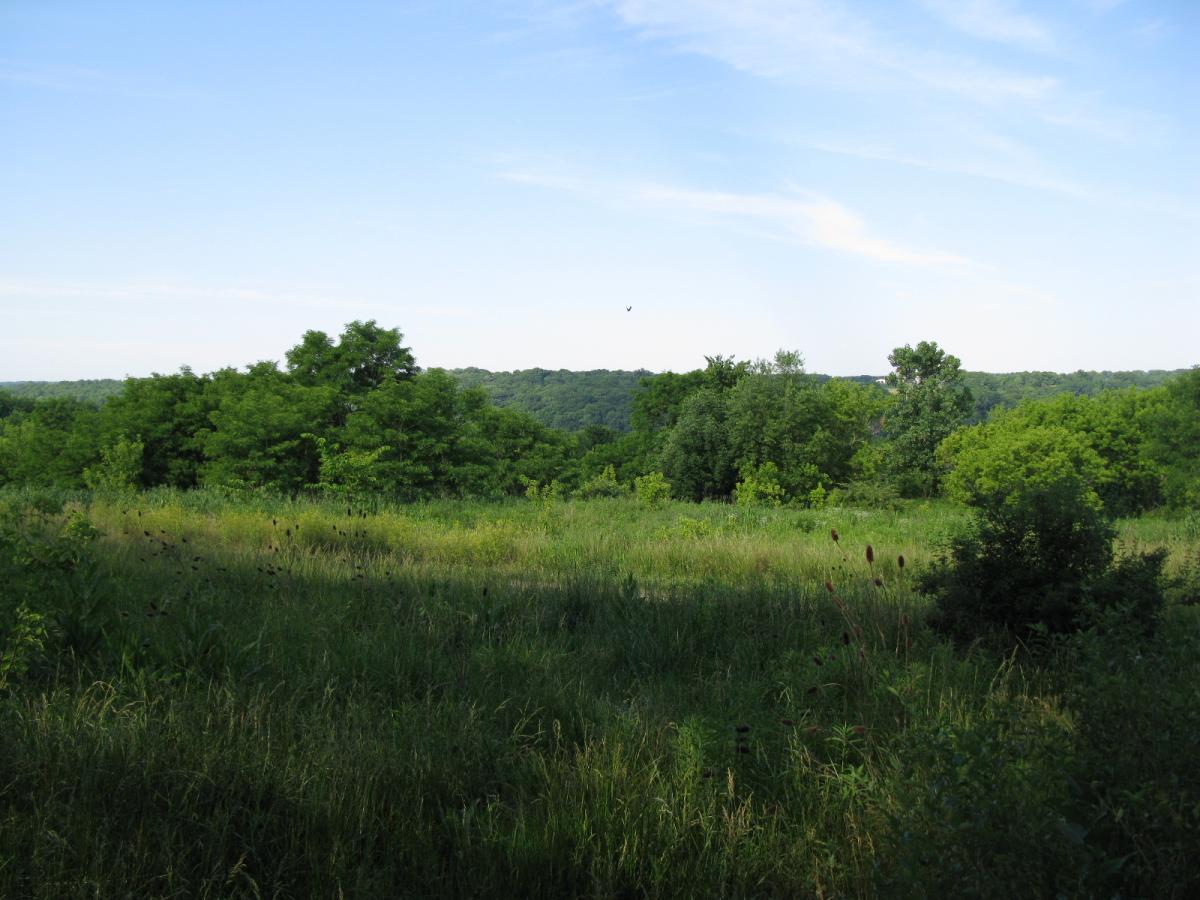 A serene landscape featuring lush green trees and tall grasses under a clear blue sky, with rolling hills in the background. Vultures Knob mountain bike trail.