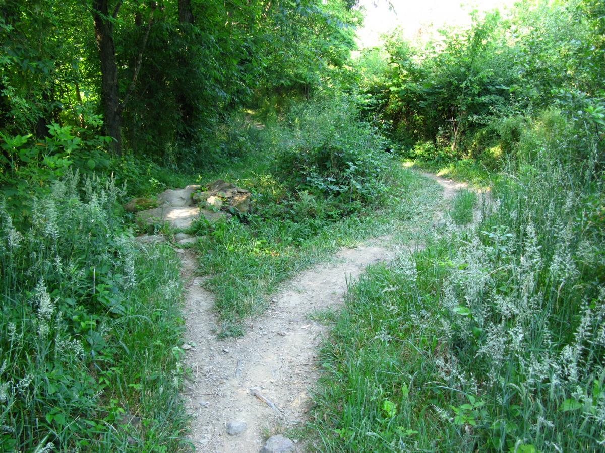 A winding dirt path in a lush green forest, surrounded by tall grasses and dense foliage. The trail splits into two directions, inviting exploration into the natural setting. Vultures Knob mountain bike trail.