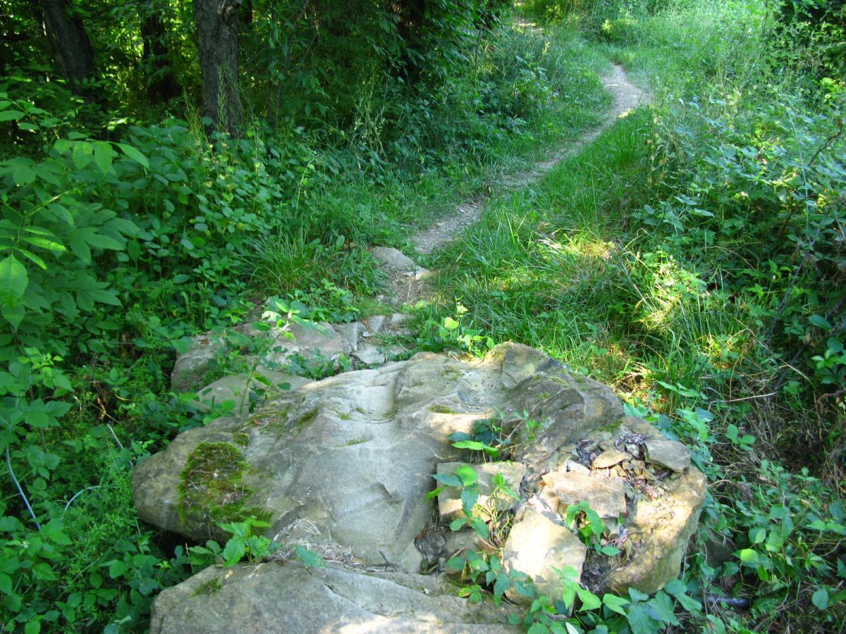 A natural outdoor scene featuring a rocky path surrounded by lush greenery, including tall grass and various plants along either side. The trail meanders through a dense area of trees and vegetation, creating a serene, wooded atmosphere. Vultures Knob mountain bike trail.