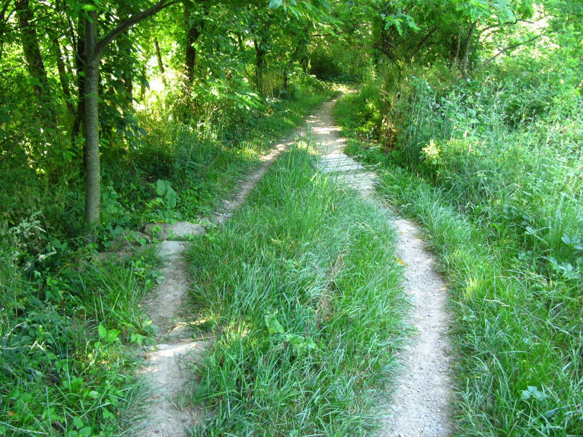 A scenic dirt path winding through a lush green forest, flanked by tall grass and trees. The sunlight filters through the leaves, creating a serene and inviting atmosphere. The path splits into two directions, suggesting choices for exploration in nature. Vultures Knob mountain bike trail.