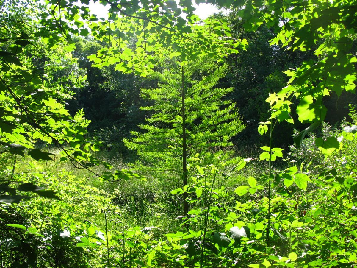A vibrant forest scene featuring a young tree surrounded by lush green foliage. Sunlight filters through the leaves, illuminating the rich greenery of the surrounding plants and grass. The image captures the tranquility and beauty of a natural woodland environment. Vultures Knob mountain bike trail.