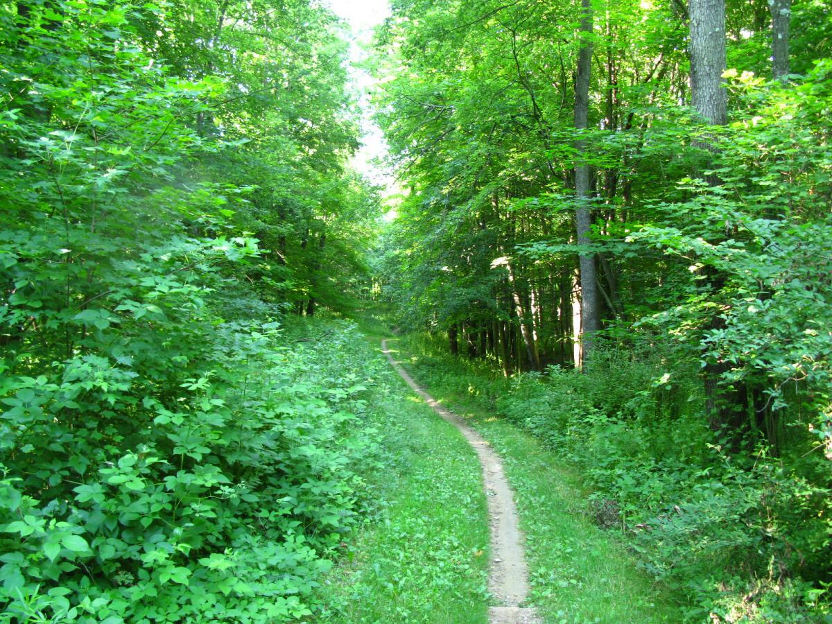 A winding trail through a lush, green forest, bordered by dense foliage and sunlight filtering through the trees. Vultures Knob mountain bike trail.
