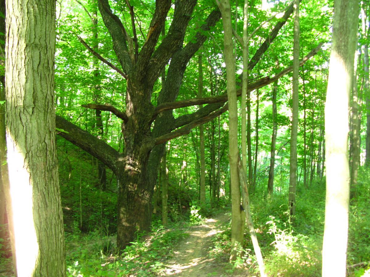 A scenic view of a forest path surrounded by tall trees with vibrant green foliage. A large, gnarled tree stands prominently on the right, with branches extending across the path. Sunlight filters through the leaves, creating a bright and inviting atmosphere. Vultures Knob mountain bike trail.