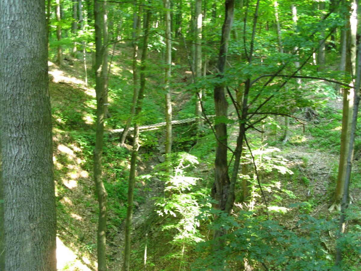 A lush green forest with tall trees and a sunlit clearing, featuring a small ravine. The sunlight filters through the leaves, creating dappled light patterns on the forest floor, while a fallen log is visible in the background, blending softly with the surrounding greenery. Vultures Knob mountain bike trail.