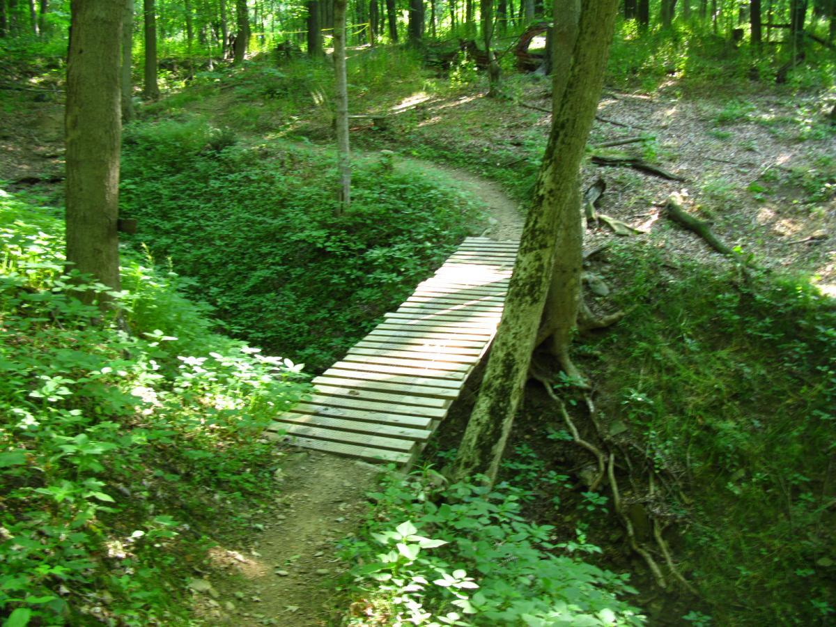 A wooden bridge crosses a small ravine in a lush green forest. The surrounding area is filled with vibrant greenery, including ferns and small plants, and sunlight filters through the trees, creating a tranquil atmosphere along the winding path. Vultures Knob mountain bike trail.