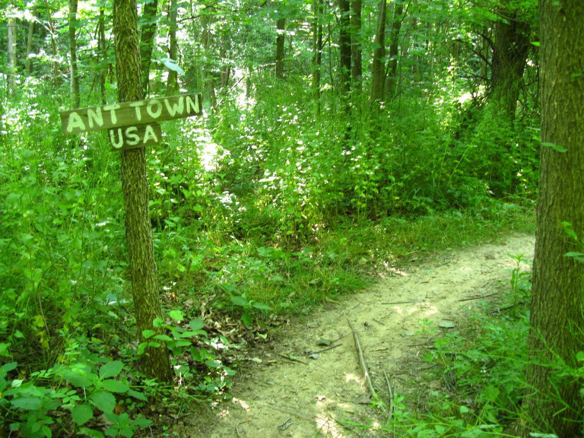 A wooden sign reading "ANT TOWN USA" attached to a tree, with a path winding through lush green foliage in a dense forest. Vultures Knob mountain bike trail.