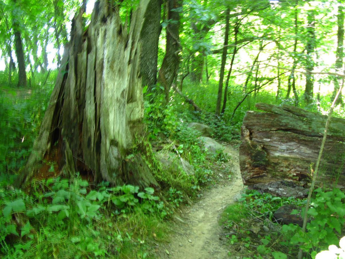 A wooded path in a green forest, featuring a large, weathered tree stump on the left and a fallen log on the right, surrounded by lush vegetation and dappled sunlight filtering through the trees. Vultures Knob mountain bike trail.