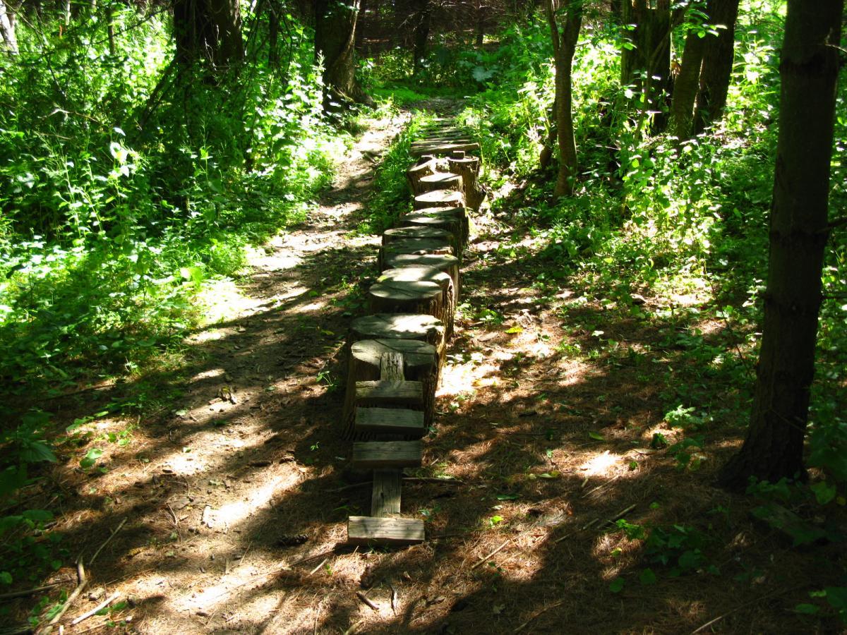 A sunny forest path lined with wooden stepping stones, surrounded by vibrant green foliage and shaded by trees. Sunlight filters through the leaves, casting dappled shadows on the ground. Vultures Knob mountain bike trail.