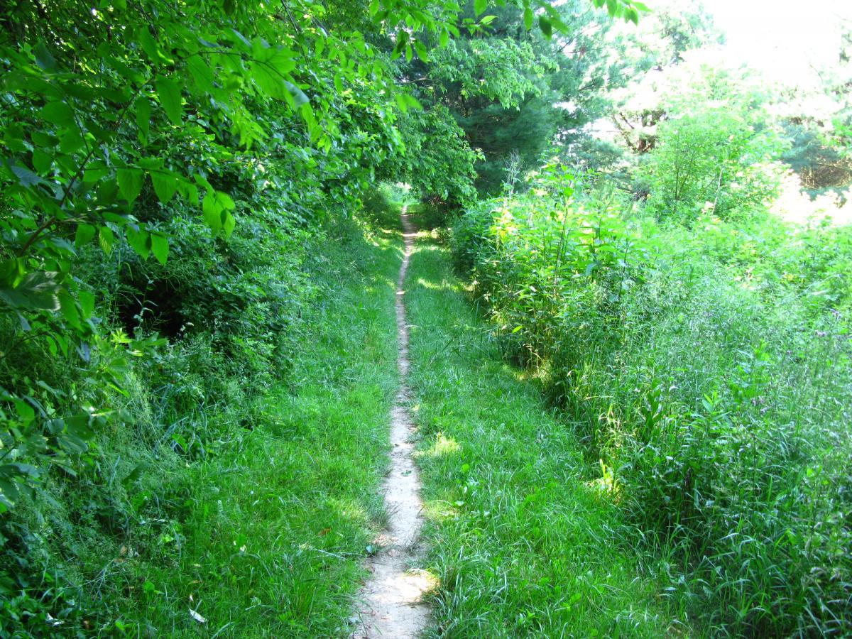 A narrow, winding dirt path lined with lush green grass and dense foliage on either side, leading through a wooded area. Sunlight filters through the trees, creating a serene and inviting atmosphere for walking or exploring nature. Vultures Knob mountain bike trail.