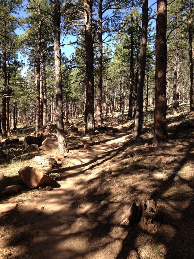 A winding dirt trail through a dense forest of tall pine trees, with sunlight filtering through the branches. The ground is covered with scattered rocks and patches of grass, creating a natural, serene atmosphere. Heil Valley Ranch mountain bike trail.