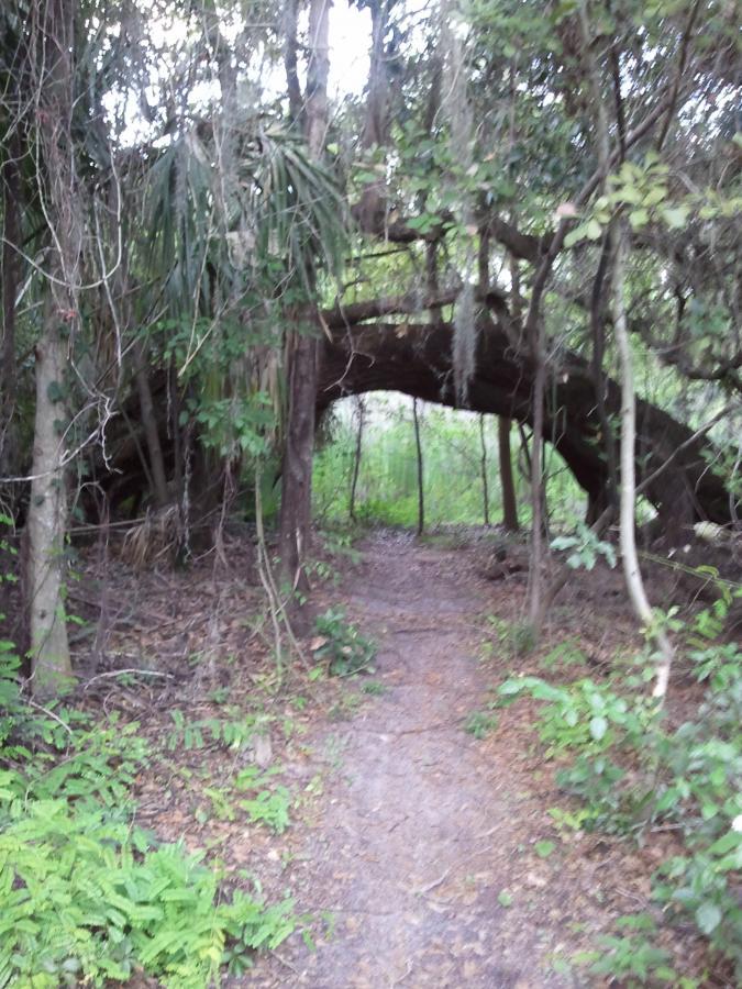 A narrow dirt path leading through a dense, green forest filled with trees and foliage. Overhead, branches intertwine, partially covered in moss and Spanish moss, creating a natural archway. Sunlight filters through the leaves, illuminating the lush surroundings. Loyce E. Harpe Park mountain bike trail.