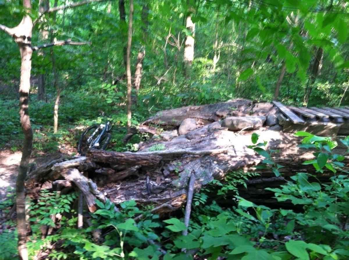 A wooded area with dense green foliage, featuring a large fallen tree trunk surrounded by smaller plants and foliage. A partial wooden structure is visible on top of the tree trunk, and a bicycle is leaning against the trunk in the background. The scene is bathed in natural light, suggesting a peaceful outdoor setting. Frick Park mountain bike trail.