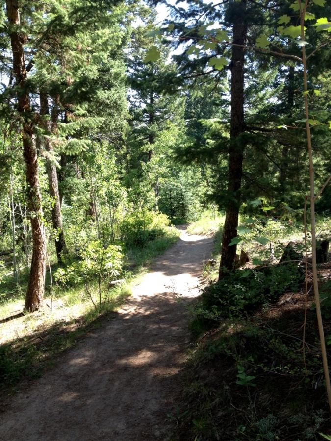 A sunlit dirt path winding through a lush forest, surrounded by tall trees and vibrant greenery. Meyer Ranch Park mountain bike trail.