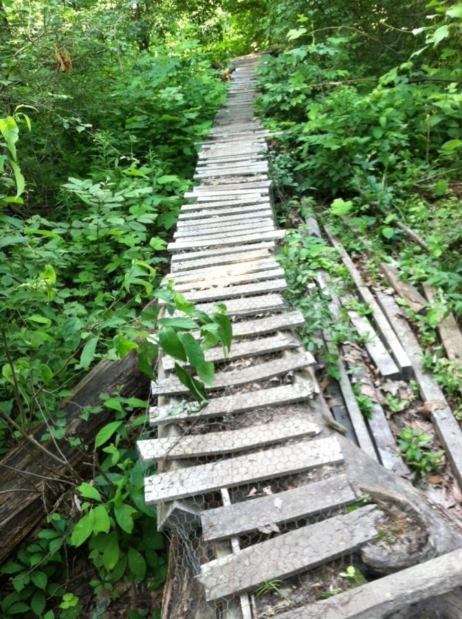 A narrow, makeshift wooden pathway made of slats and wire mesh, winding through dense greenery and underbrush in a forested area. The path appears uneven and partially overgrown, surrounded by various plants and tree branches. Frick Park mountain bike trail.