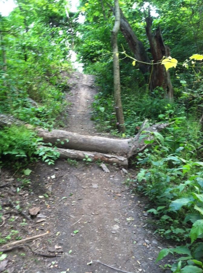 A narrow dirt path winding through lush greenery, with a fallen log blocking part of the trail. The surrounding area features various plants and trees, creating a natural woodland setting. Frick Park mountain bike trail.