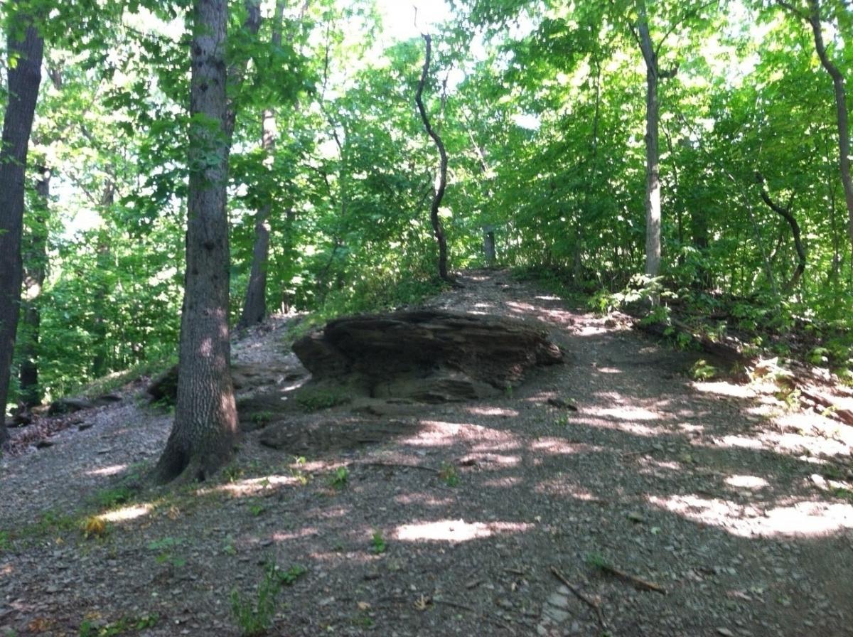 A serene forest scene featuring a rocky pathway leading up a gentle slope, surrounded by lush green trees. Sunlight filters through the leaves, casting dappled shadows on the ground, which is covered with pebbles and patches of grass. Frick Park mountain bike trail.