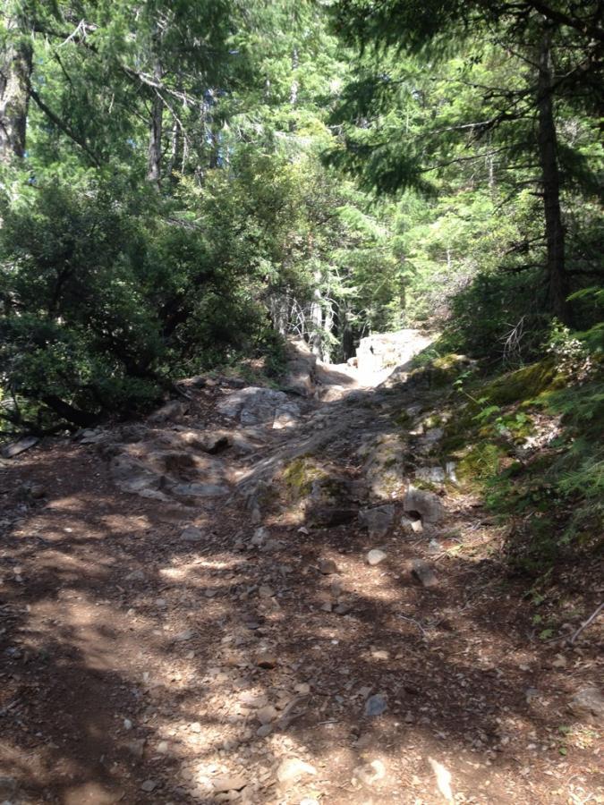 A dirt hiking trail winding through a dense forest, surrounded by trees, rocks, and greenery, with sunlight filtering through the branches. Downieville Downhill mountain bike trail.