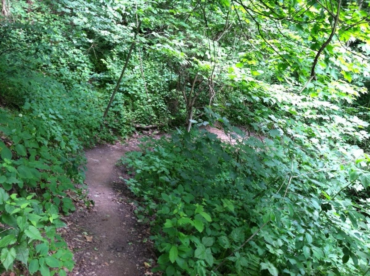 A winding dirt path surrounded by lush green foliage and trees, leading through a dense forest. Sunlight filters through the leaves, creating a serene and tranquil outdoor environment. Frick Park mountain bike trail.