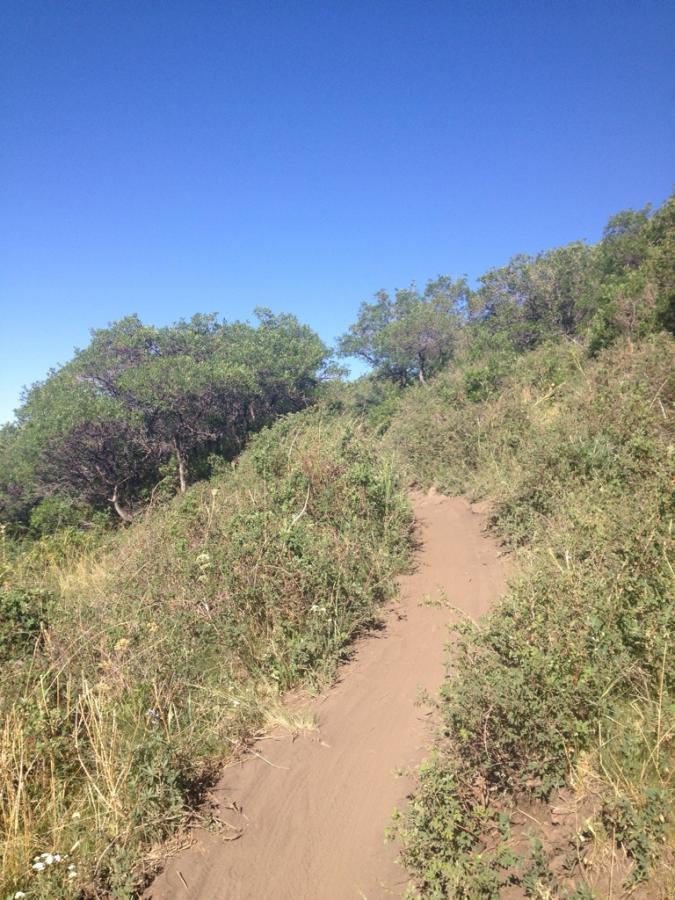 A narrow dirt trail meandering through lush green vegetation under a clear blue sky. The path is surrounded by shrubs and small bushes, leading uphill into the distance. Hazard County mountain bike trail.