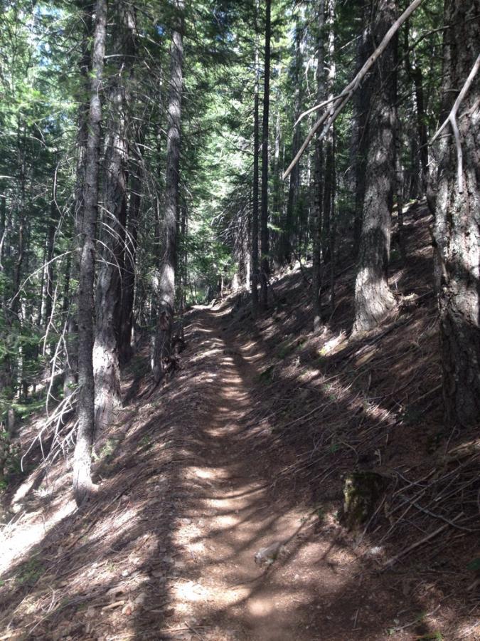 A narrow dirt trail winding through a dense forest of tall trees, sunlight filtering through the leaves, casting shadows on the ground. The path is surrounded by earthy tones of soil and scattered pine needles, creating a serene and natural atmosphere. Downieville Downhill mountain bike trail.