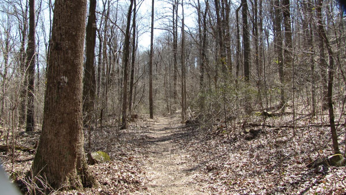 A peaceful forest trail winding through trees with bare branches and scattered leaves on the ground, under a bright blue sky. Monte Sano State Park &amp; Land Trust mountain bike trail.