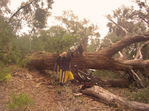 A person wearing a helmet and gloves stands next to a mountain bike, beside a large fallen tree in a wooded area. The surroundings feature dense greenery and fallen branches on the ground. Mala Compra mountain bike trail.