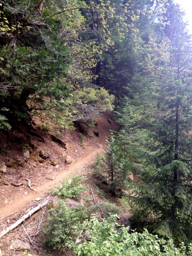 A winding dirt trail surrounded by dense greenery and trees in a forested area. The path is flanked by stones and underbrush, leading into the distance. Sunlight filters through the leaves, creating a natural and serene atmosphere. Downieville Downhill mountain bike trail.
