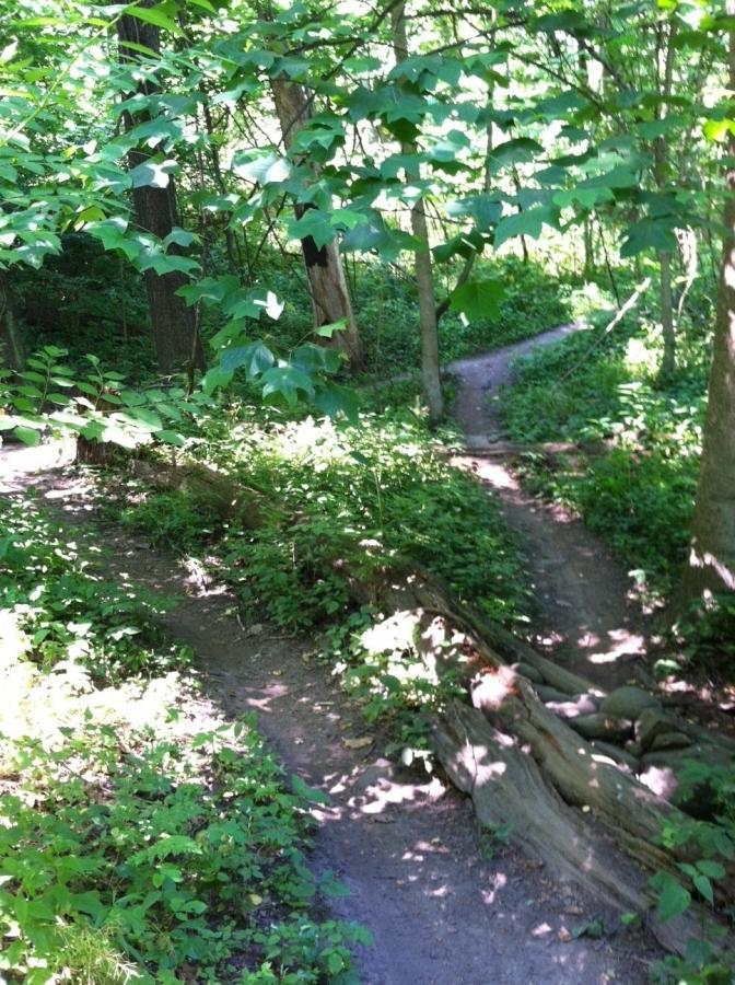 A winding dirt trail surrounded by lush green foliage and trees, leading through a serene forest setting. Sunlight filters through the leaves, casting gentle shadows on the path. Frick Park mountain bike trail.
