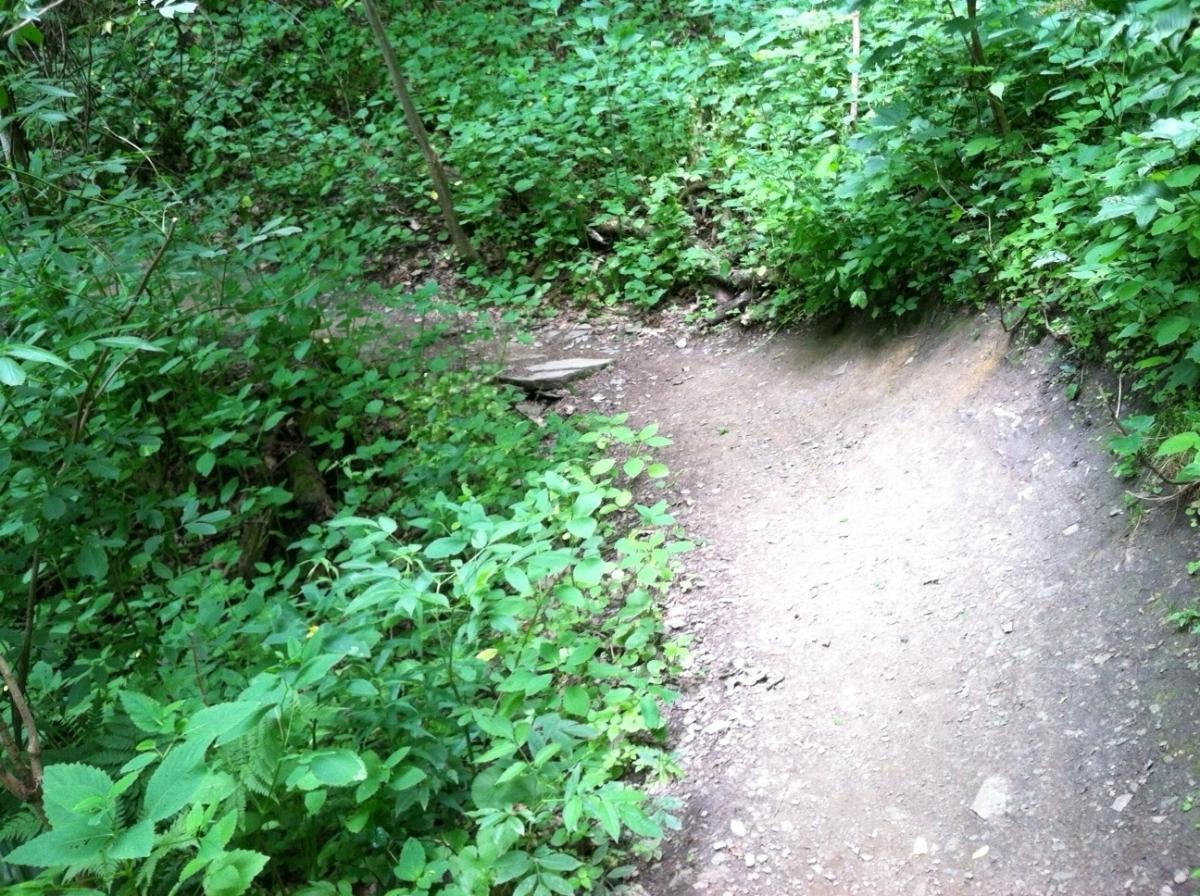 A narrow dirt path winding through lush green foliage and small plants in a wooded area. The trail appears hidden and natural, with some rocks and fallen branches visible along the edge. Frick Park mountain bike trail.