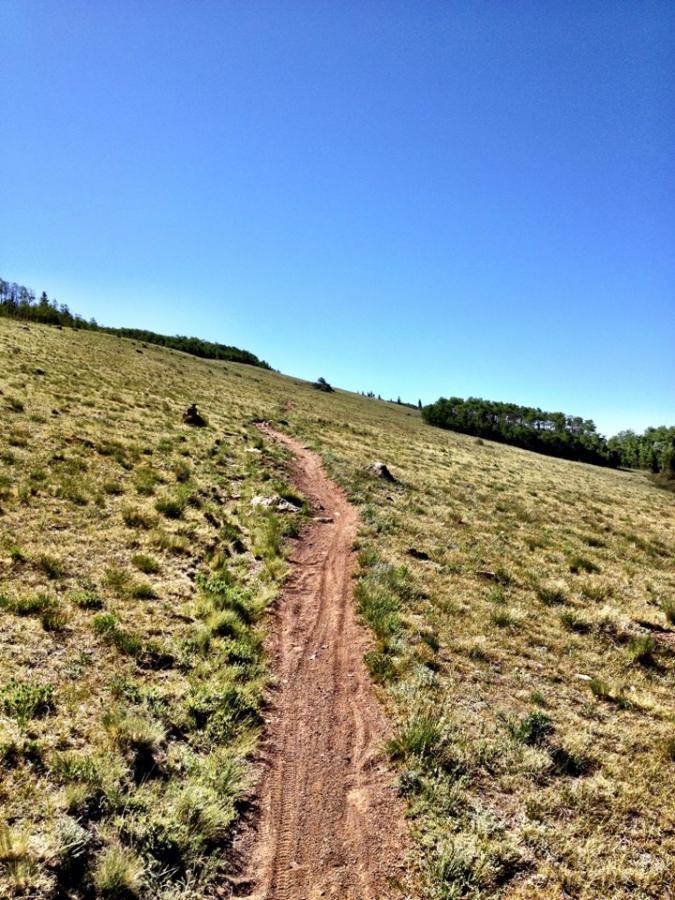 A scenic dirt trail winding across a grassy hillside under a clear blue sky, with sparse trees in the background. West Jefferson Trail mountain bike trail.