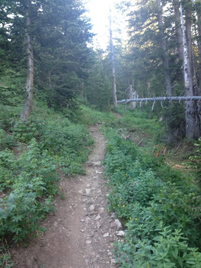 A winding dirt path surrounded by lush greenery and tall trees, leading through a forest landscape. Sunlight filters through the canopy above, creating a serene and peaceful atmosphere. Burro Pass mountain bike trail.