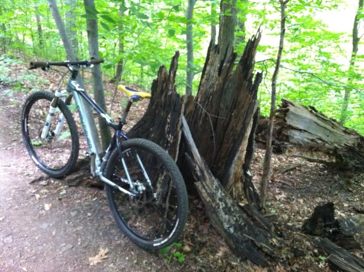 A mountain bike rests beside a large, weathered tree stump in a lush, green forest. The bike is angled against the stump, with a pathway visible in the background, surrounded by vibrant foliage and dappled sunlight. Frick Park mountain bike trail.