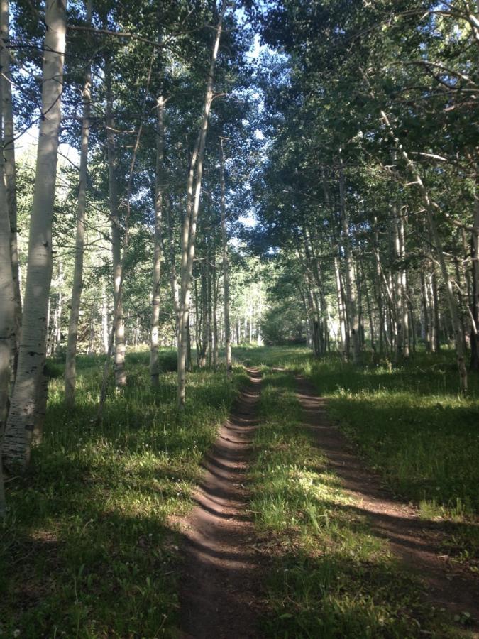 A serene forest scene featuring a dirt path winding through tall aspen trees. Sunlight filters through the leaves, illuminating the greenery along the trail. The landscape conveys a sense of peace and natural beauty. Burro Pass mountain bike trail.