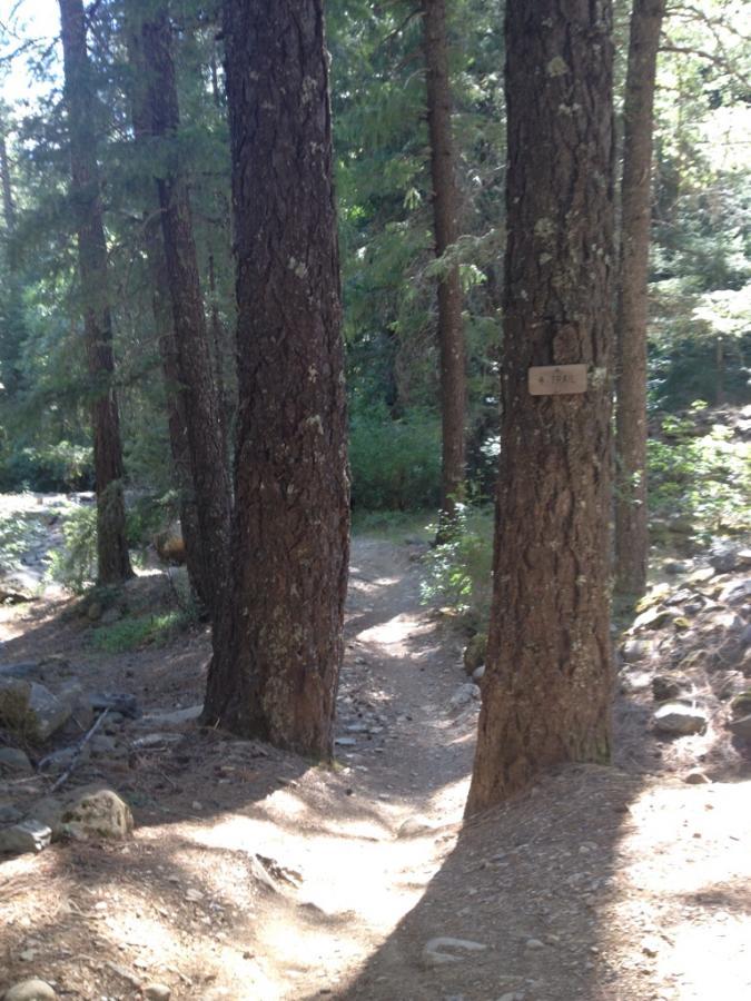 A clear pathway through a forest, flanked by tall trees, with sunlight filtering through the foliage. A wooden signpost is visible on the right tree, indicating a trail direction. The ground is covered with a mix of dirt and scattered stones, suggesting a natural hiking trail. Downieville Downhill mountain bike trail.