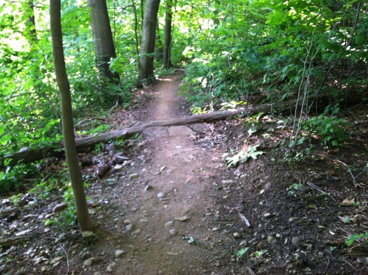 A narrow dirt path winding through a lush green forest, with trees and foliage on either side. A fallen log crosses the pathway, adding an element of natural obstruction to the trail. Frick Park mountain bike trail.