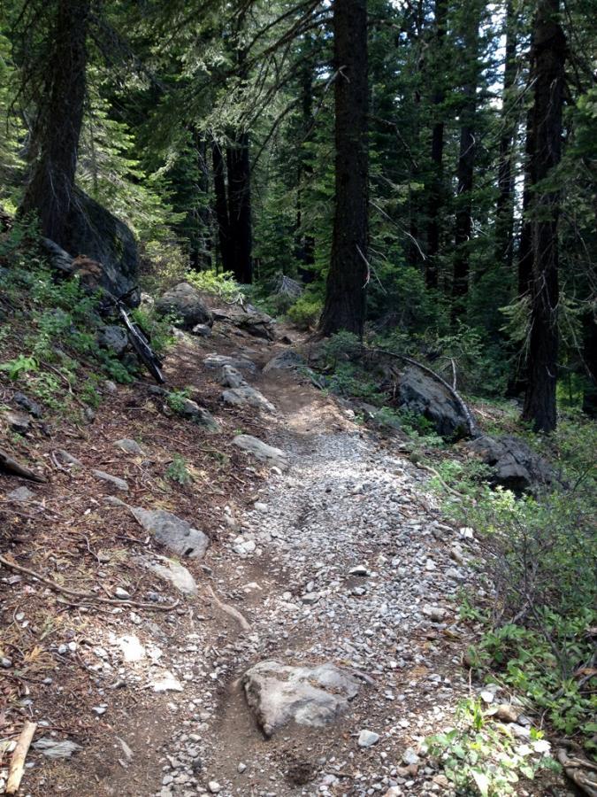 A narrow, rocky hiking trail winding through a forest of tall trees, with patches of green vegetation and sunlight filtering through the branches. Downieville Downhill mountain bike trail.