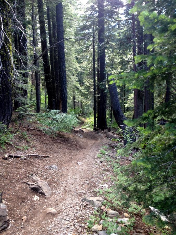A narrow dirt path winding through a lush forest with tall trees, sunlight filtering through the leaves, and scattered rocks along the trail. Downieville Downhill mountain bike trail.