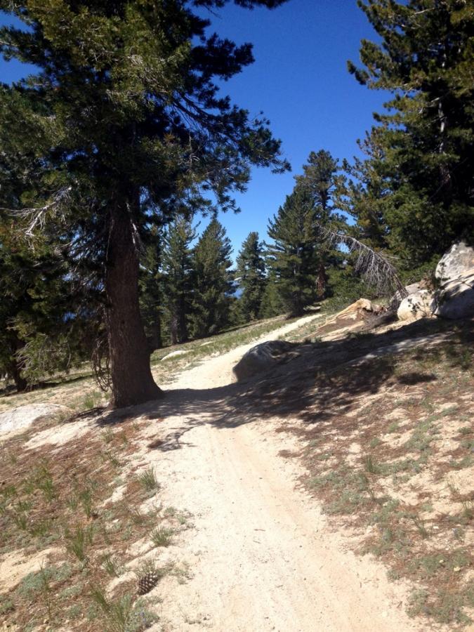 A winding dirt path surrounded by tall pine trees under a clear blue sky. The path is lined with sparse grass and boulders, showcasing a peaceful forest setting. Tahoe Rim Trail: Tahoe Meadows to Tunnel Creek Road / Flume Trail mountain bike trail.