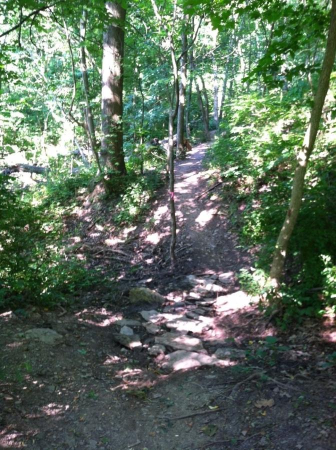 A winding dirt trail in a lush, green forest, surrounded by tall trees and dense foliage, with a rocky section visible on the ground. Sunlight filters through the leaves, creating a dappled light effect on the path. Frick Park mountain bike trail.