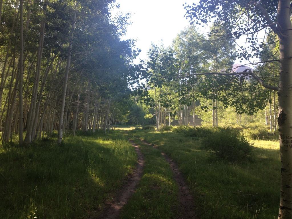 A peaceful forest path surrounded by tall aspen trees and lush greenery, illustrating a serene outdoor setting with dappled sunlight filtering through the leaves. Burro Pass mountain bike trail.
