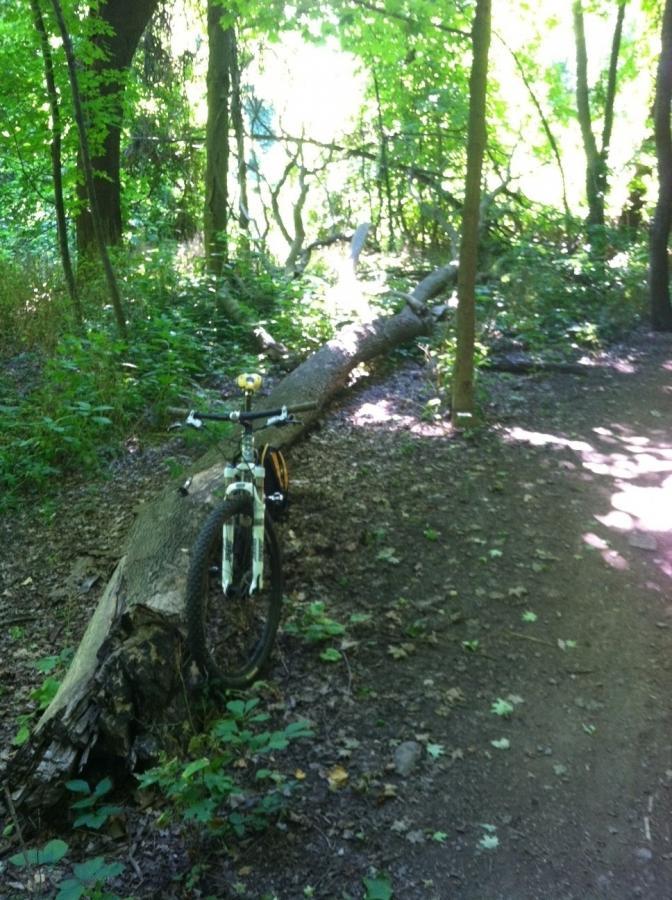 A mountain bike leaning against a fallen log in a lush green forest with sunlight filtering through the trees. The path is partially visible, covered in leaves and surrounded by dense vegetation. Frick Park mountain bike trail.