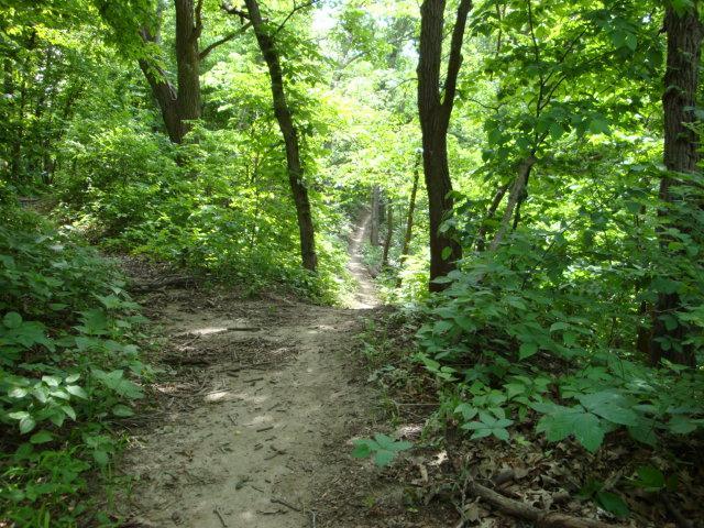 A winding dirt path through a lush green forest, surrounded by dense foliage and trees. The sunlight filters through the leaves, creating a serene and peaceful natural setting. Lewis And Clark Monument mountain bike trail.