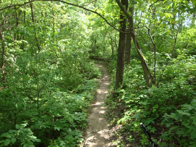 A narrow dirt path winding through a lush green forest, surrounded by trees and dense undergrowth. The sunlight filters through the leaves, creating a serene and inviting natural environment. Lewis And Clark Monument mountain bike trail.