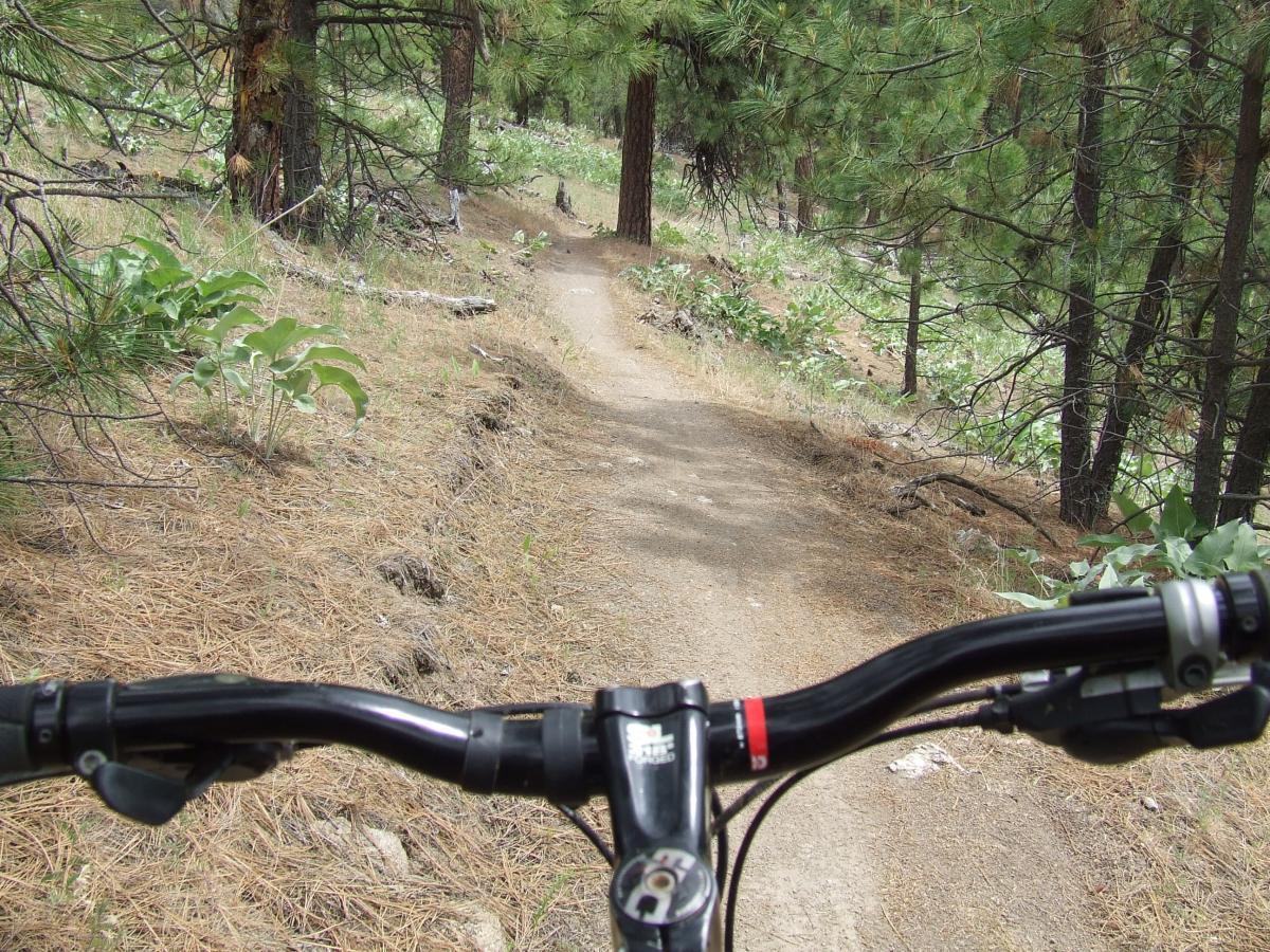 Alt text: View from the handlebars of a mountain bike on a narrow dirt trail surrounded by trees and greenery. The path curves gently ahead, indicating a forested area ideal for biking. Beacon Hill mountain bike trail.