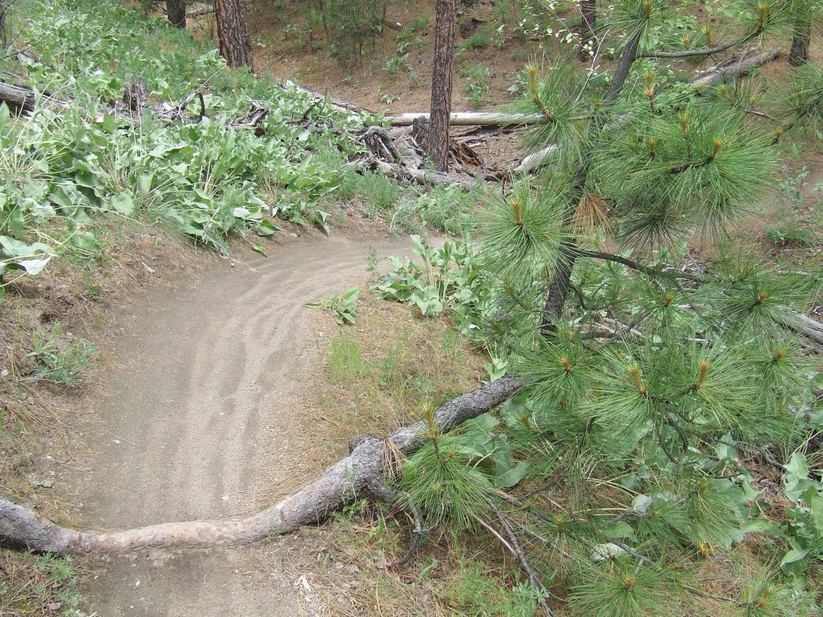 A winding dirt path surrounded by greenery, including tall plants and pine tree branches. The scene depicts a natural forest setting with scattered fallen logs in the background. Beacon Hill mountain bike trail.