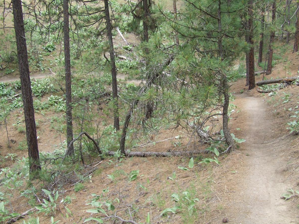 A winding dirt path through a wooded area, surrounded by tall trees and patches of green foliage. The ground is covered with pine needles, and some fallen branches can be seen along the trail. Beacon Hill mountain bike trail.