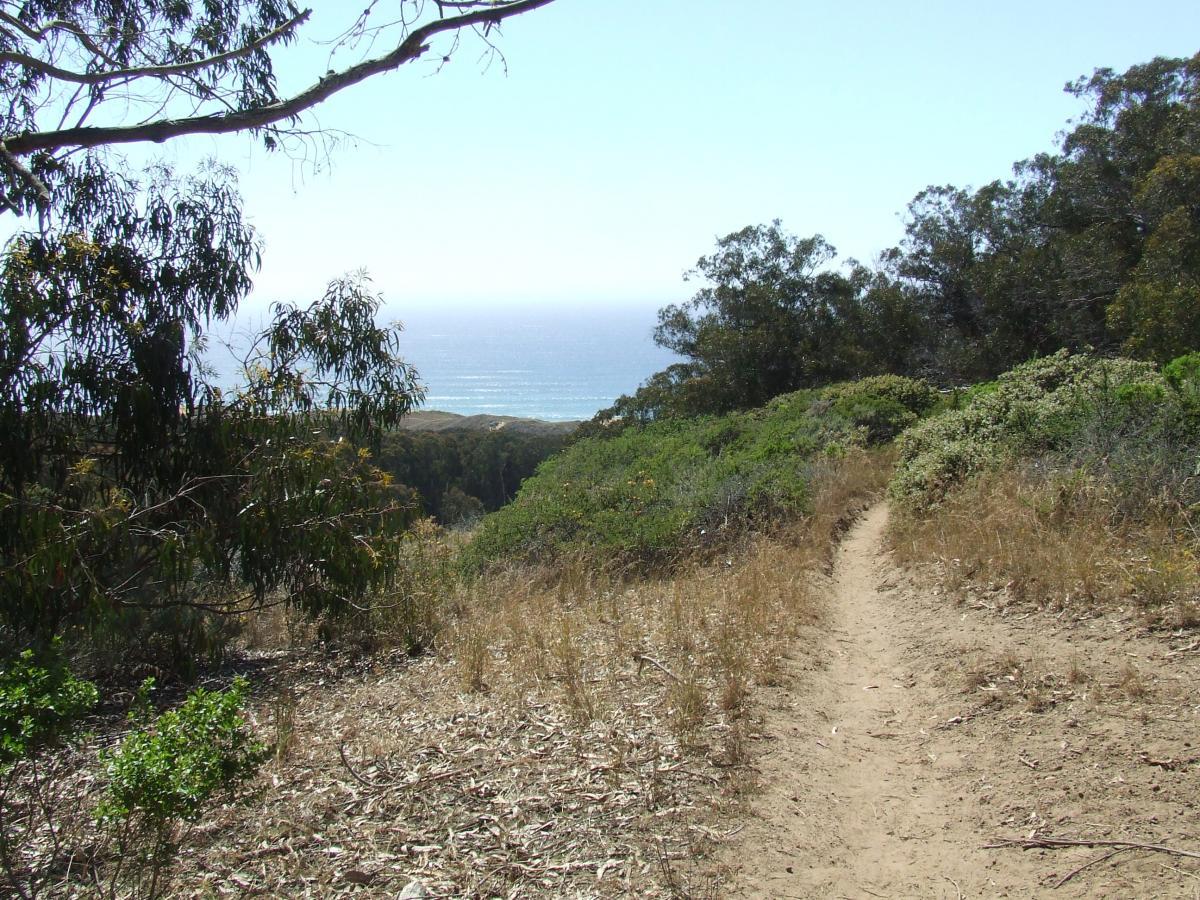 A scenic trail winding through lush greenery, leading toward the ocean in the distance under a clear blue sky. Montana De Oro mountain bike trail.